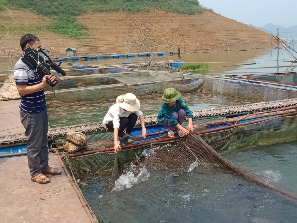 Phát triển nuôi cá lồng vùng lòng hồ Sông Đà Thuộc địa bàn thành phố Hòa Bình